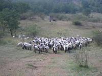 Pastva ovc a koz