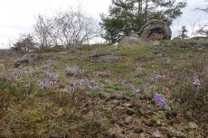 Havranické vřesoviště