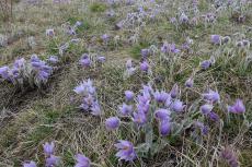 Havranické vřesoviště